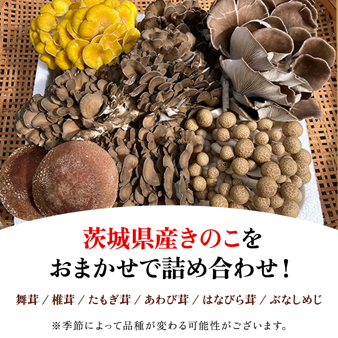 きのこ の 詰め合わせ 約2kg Lサイズ 城里町産 舞茸 椎茸 あわび茸 たもぎ茸 はなびら茸 ぶなしめじ 完全室内栽培 栄養豊富 こだわりのキノコ詰め合わせ 直送 新鮮 セット (AU002)