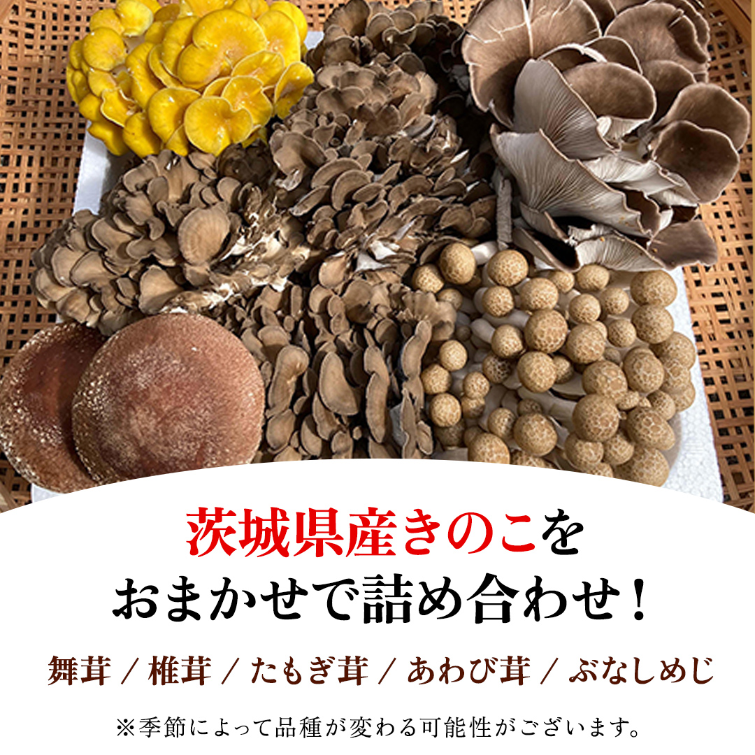 【 3ヶ月 連続定期便 】 きのこ の 詰め合わせ Sサイズ 約1kg 大容量 キノコ 舞茸 あわび茸 たもぎ茸 しいたけ ぶなしめじ セット 鍋 炒め物 茨城県 城里町産 定期便 (AU007)