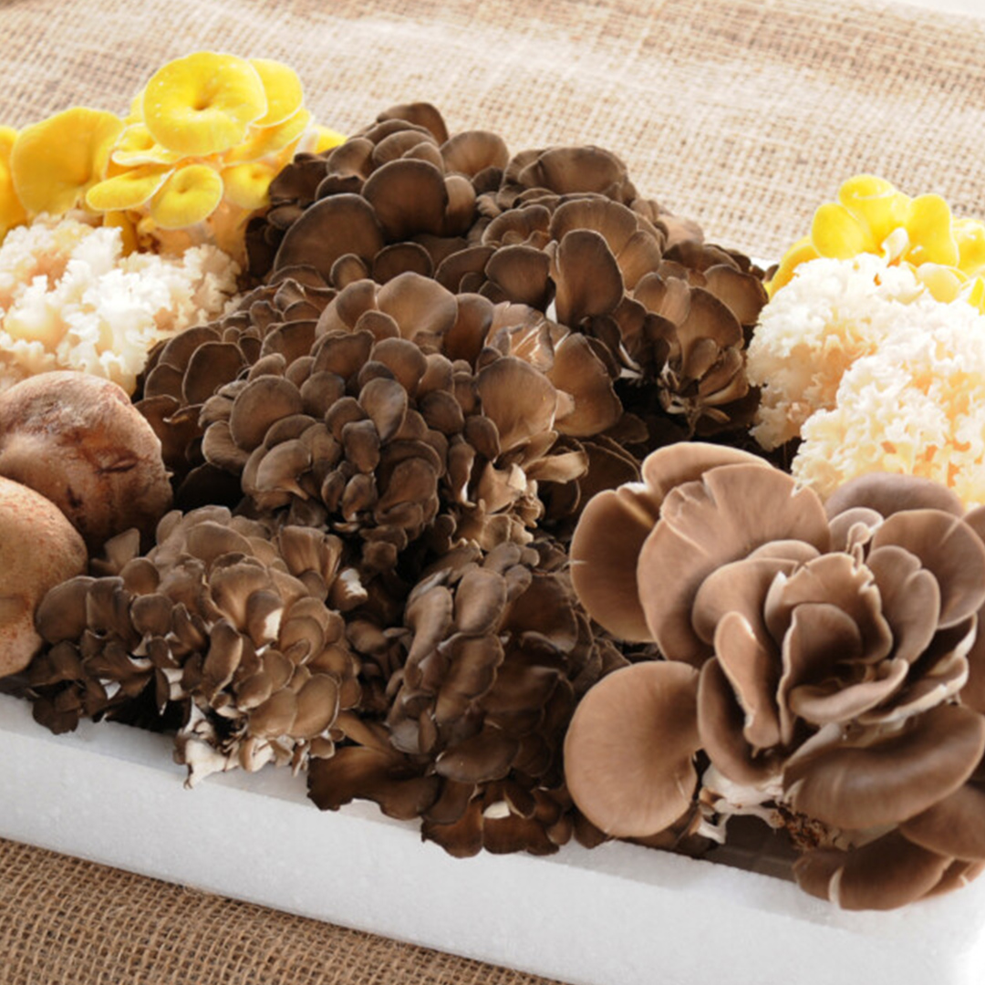 【 3ヶ月 連続定期便 】 きのこ の 詰め合わせ Sサイズ 約1kg 大容量 キノコ 舞茸 あわび茸 たもぎ茸 しいたけ ぶなしめじ セット 鍋 炒め物 茨城県 城里町産 定期便 (AU007)