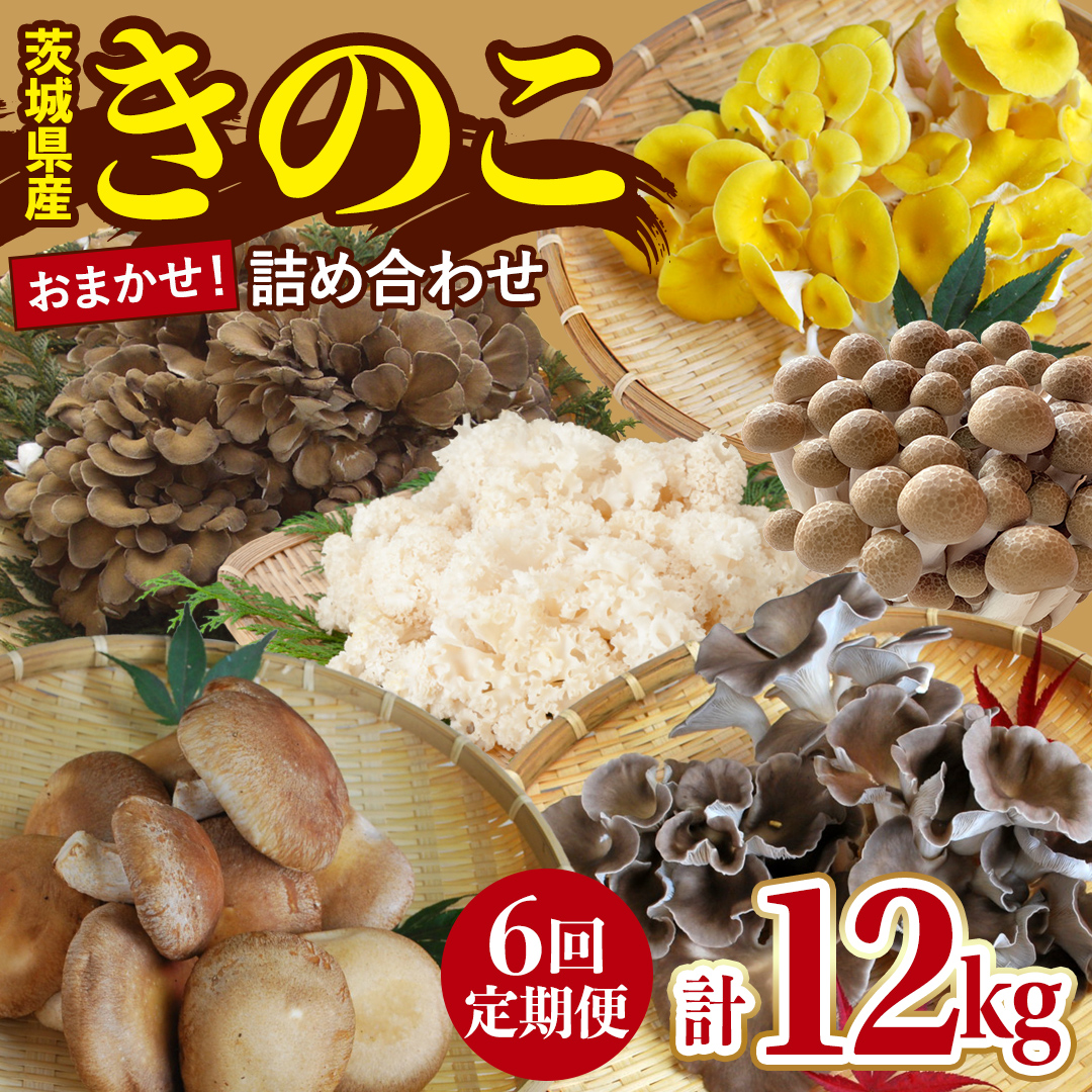 【 6ヶ月 隔月定期便 】 きのこ の 詰め合わせ Lサイズ 約2kg 大容量 キノコ 舞茸 あわび茸 たもぎ茸 しいたけ ぶなしめじ 花びら茸 セット 鍋 炒め物 茨城県 城里町産 定期便 (AU012)