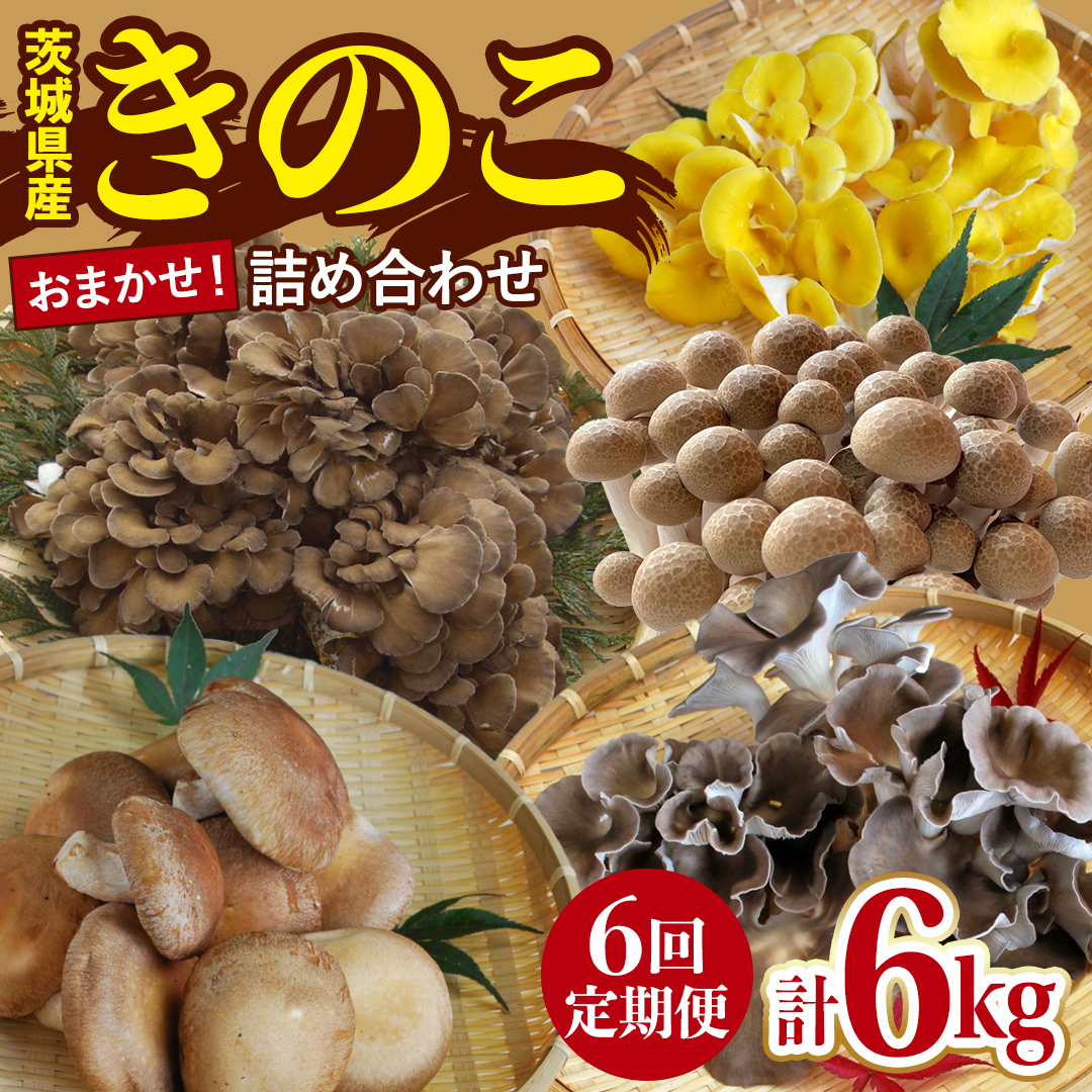 【 6ヶ月 隔月定期便 】 きのこ の 詰め合わせ Sサイズ 約1kg 大容量 キノコ 舞茸 あわび茸 たもぎ茸 しいたけ ぶなしめじ セット 鍋 炒め物 茨城県 城里町産 定期便 (AU010)