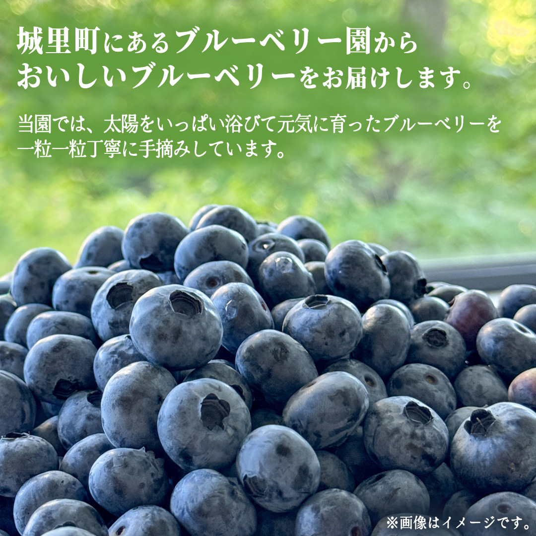 朝摘み 生 ブルーベリー 1kg (500g×2) (CB001)