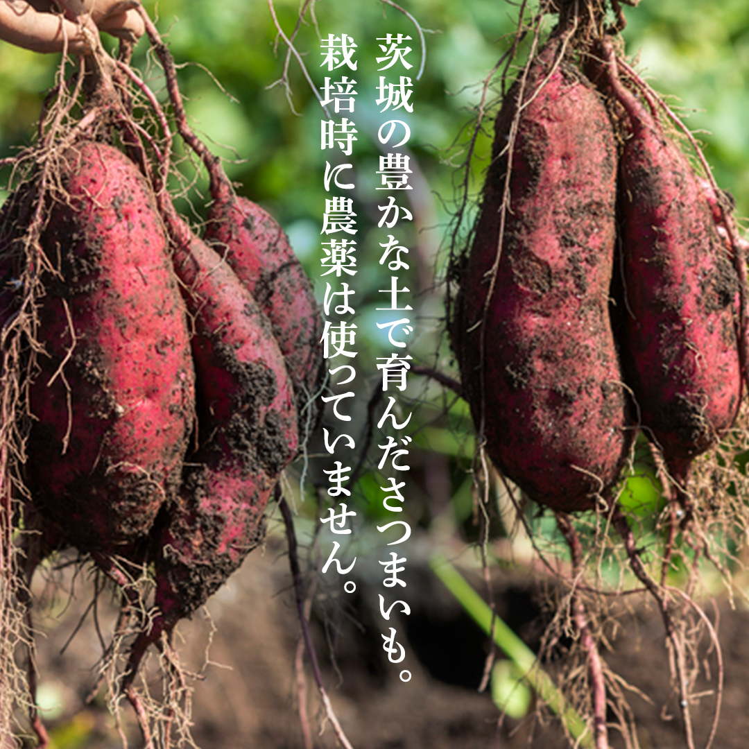 ＼先行予約／ 干し芋 こだわりの天日干し(W乾燥方式)1.5kg 【2026年 11月以降発送】 (BJ021)