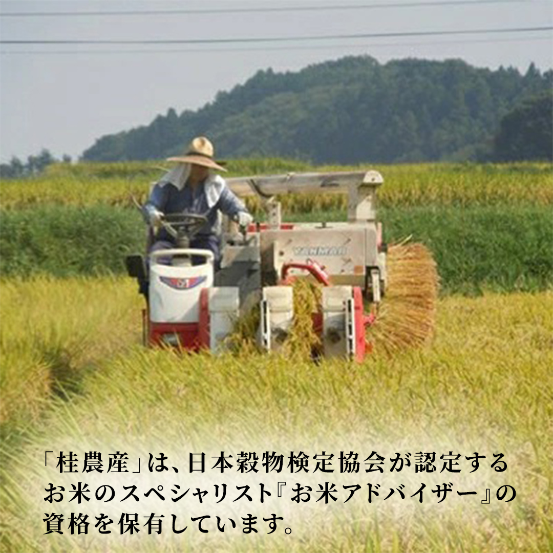 【令和8年産 先行予約】にじのきらめき 精米 15kg （5kg×3袋）2026年10月発送開始 (AX049)