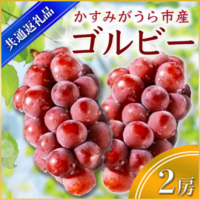 ゴルビー 2房 ＜2026年9月上旬より順次発送予定＞ (県内共通返礼品:かすみがうら市産)  (BR053)