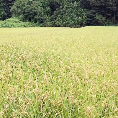 【令和6年産】城里町内・桂農産の【ふくまる】5kg(精米)【配送不可地域：離島】【1318064】