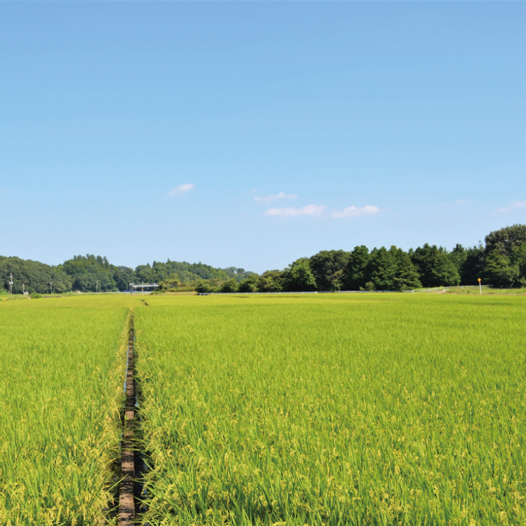 èšåçç£ããã²ãã ã€ãã°ã®ããã 10kgïŒ5kgÃ2ïŒãã³ã·ãã«ãª ç±³ ã³ã¡ ãç±³ ãã¯ã æšå³ é¿èŠçº 粟米ã(20-02-1)