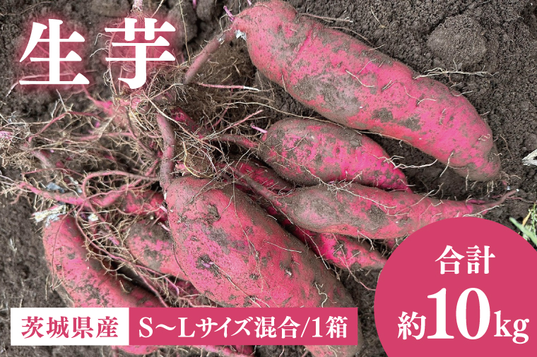 56-06 生芋10kg　S～Lサイズ混合 1箱【サツマイモ さつま芋 さつまいも 芋 いも 野菜  紅はるか 茨城県 阿見町 阿見 15000円以内】