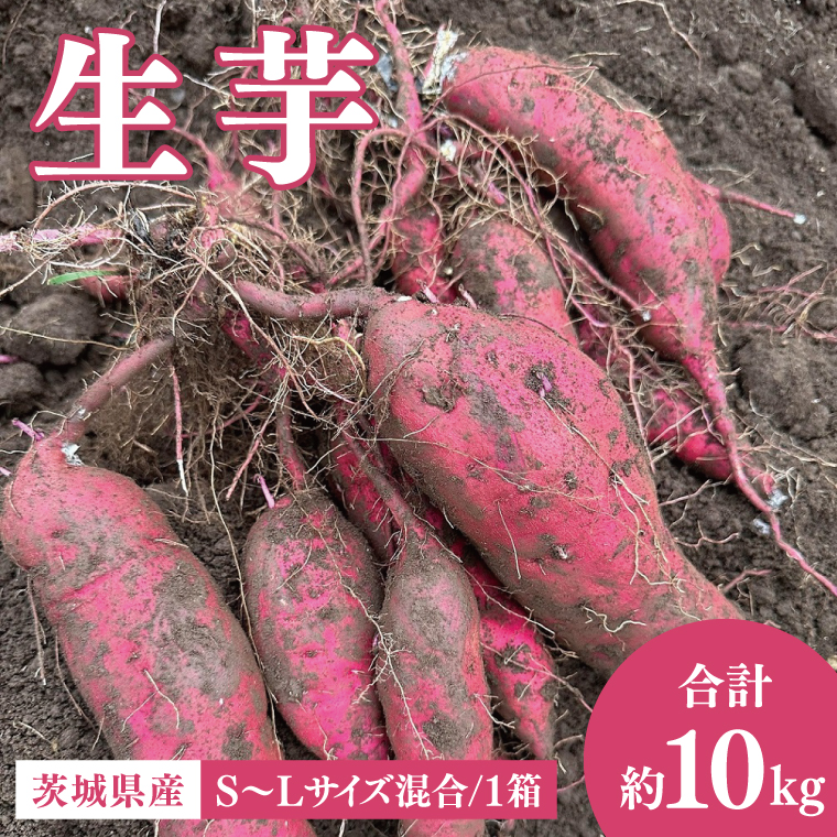 茨城県産 さつまいも『紅はるか』生芋10kg S～Lサイズ混合 1箱｜熟成 サツマイモ 国産 スイーツ 産地直送 人気 蜜芋 阿見町（56-06）