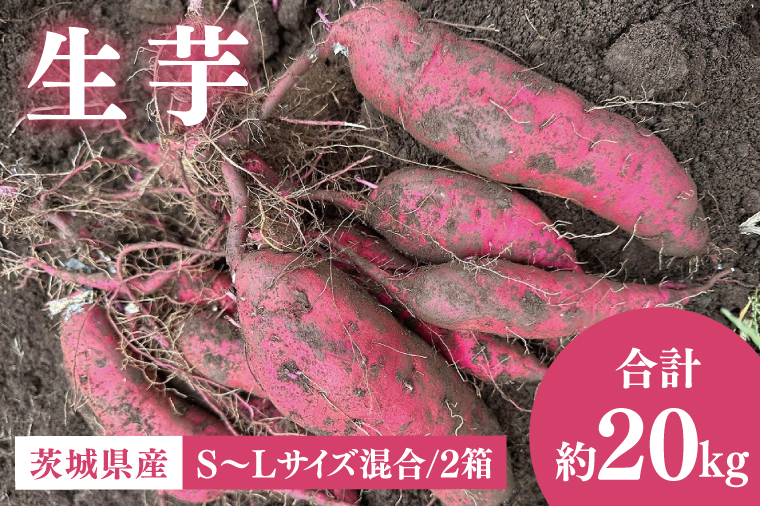 56-07 生芋20kg　S～Lサイズ混合 2箱【サツマイモ さつま芋 さつまいも 芋 いも 野菜  紅はるか 茨城県 阿見町 阿見 20000円以内 2万円以内】