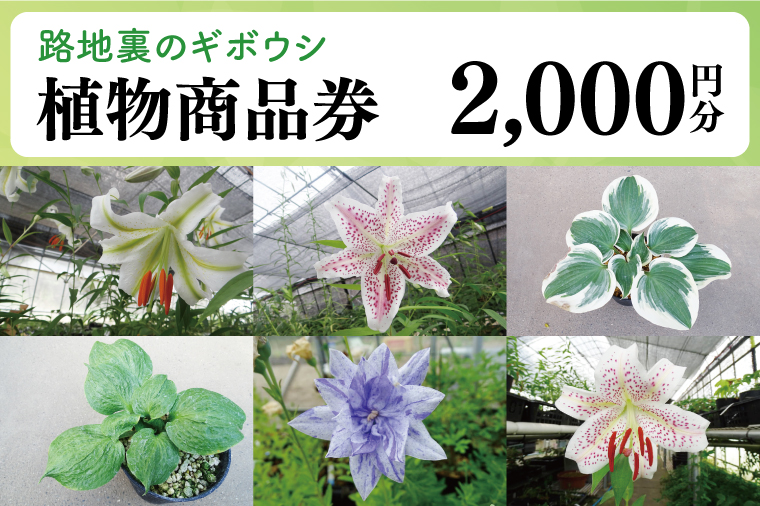 53-01 「路地裏のギボウシ」商品券 2,000円分【植物 希少 品種 多肉植物 利用券 利用チケット 茨城県 阿見町】