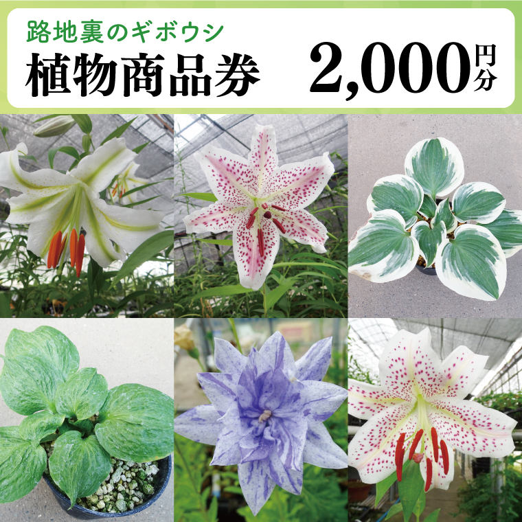 53-01 「路地裏のギボウシ」商品券 2,000円分【植物 希少 品種 多肉植物 利用券 利用チケット 茨城県 阿見町】
