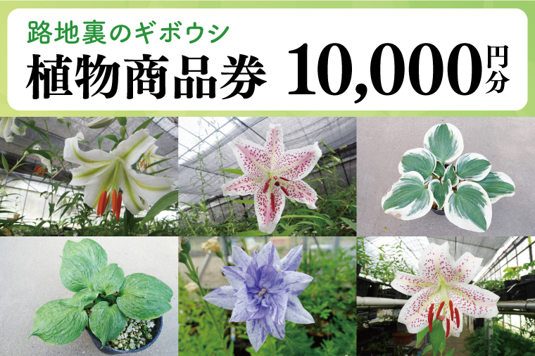 53-02 「路地裏のギボウシ」商品券 10,000円分【植物 希少 品種 多肉植物 利用券 利用チケット 茨城県 阿見町】