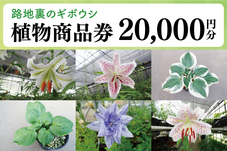 53-03 「路地裏のギボウシ」商品券 20,000円分【植物 希少 品種 多肉植物 利用券 利用チケット 茨城県 阿見町】