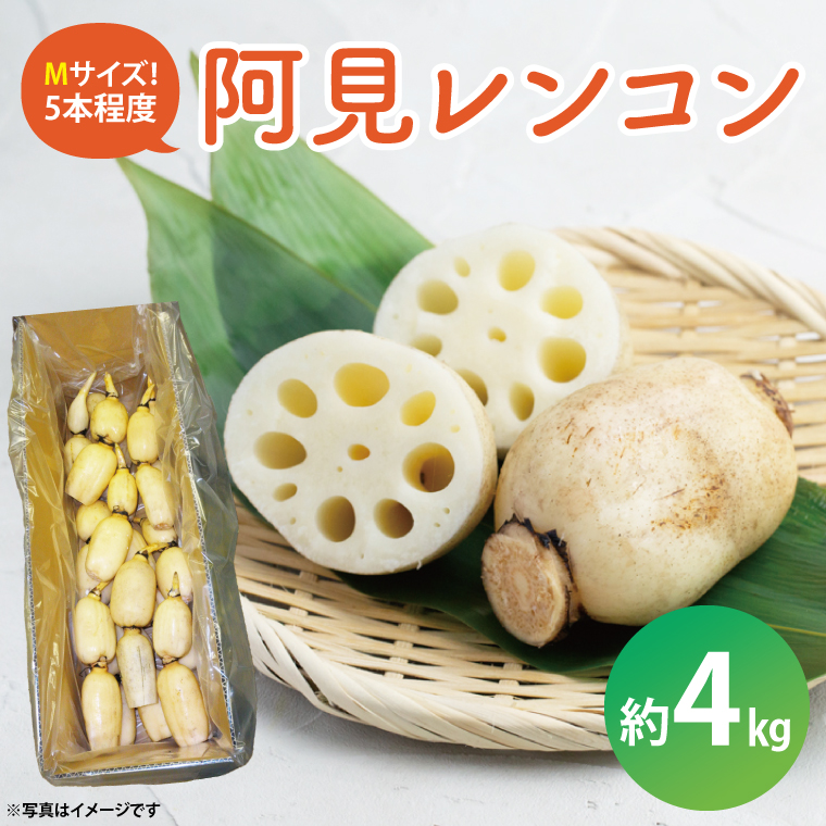 阿見レンコン（Mサイズ 5本程度 約4kg）【れんこん 蓮根 肉厚 しゃきしゃき 煮物 きんぴら】(20-01)
