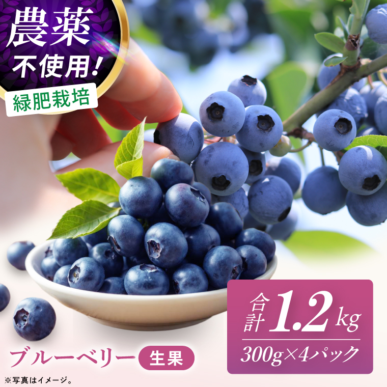 完熟 ブルーベリー 1.2kg （300g×4パック） 国産 期間限定 数量限定 冷蔵 果物 春 旬 朝摘み 朝採り 新鮮 産地直送 フレッシュ フルーツ 無農薬 農薬不使用 緑肥栽培 送料無料 スムージー ヨーグルト ジャム 高級 茨城県 阿見町 【先行予約｜2026年6月下旬～順次発送】(19-01-1)