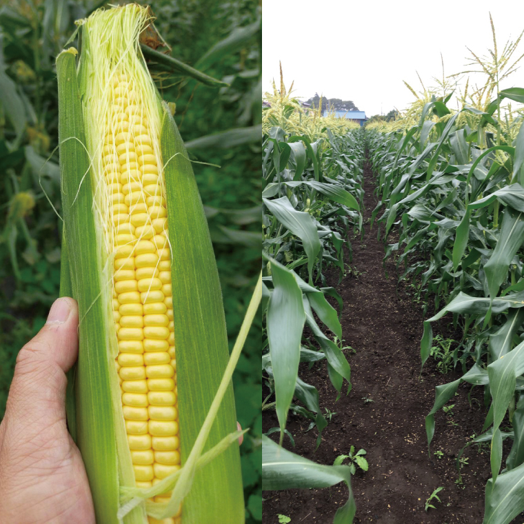 【先行予約】阿見町産 今朝採れとうもろこし約5kg（ドルチェドリーム・9本～15本）【茨城県 阿見町  国産 甘い 朝採り 野菜 コーン バイカラー 送料無料】（04-22）