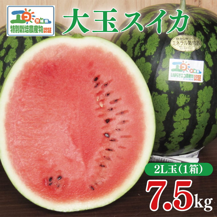 【先行予約】茨城県産大玉スイカ（2Lサイズ）【茨城県 阿見町 スイカ 1玉 すいか 西瓜 果物 くだもの フルーツ 国産 甘い 送料無料】（04-18）