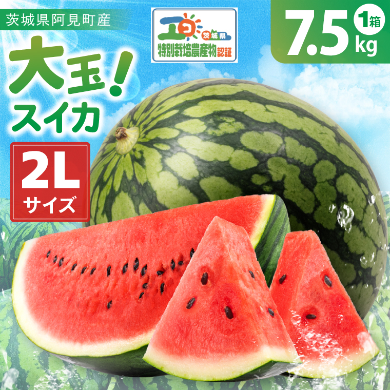 先行予約 大玉スイカ 2L サイズ 茨城県産 茨城県 阿見町 1玉 すいか 西瓜 果物 くだもの フルーツ 国産 甘い 大玉 スイカ 通販 お取り寄せ シャリ感 みずみずしい 完熟 高糖度 大きい こだわり栽培 特別栽培 旬 産地直送 数量限定 期間限定 送料無料 【先行予約｜2026年6月上旬より順次発送】（04-18）