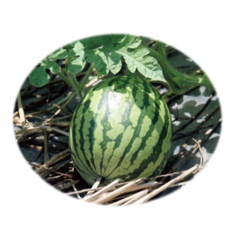 【先行予約】茨城県産大玉スイカ（2Lサイズ）【茨城県 阿見町 スイカ 1玉 すいか 西瓜 果物 くだもの フルーツ 国産 甘い 送料無料】（04-18）