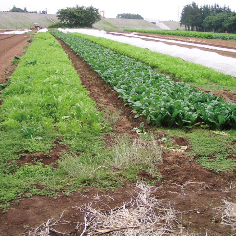 20-04 【先行予約】【2025年6月中旬より発送予定】茨城県産大玉すいか2玉（1玉6～7.5kg）JA水郷つくば【スイカ 西瓜 フルーツ 果物 くだもの 大玉 茨城県 阿見町】