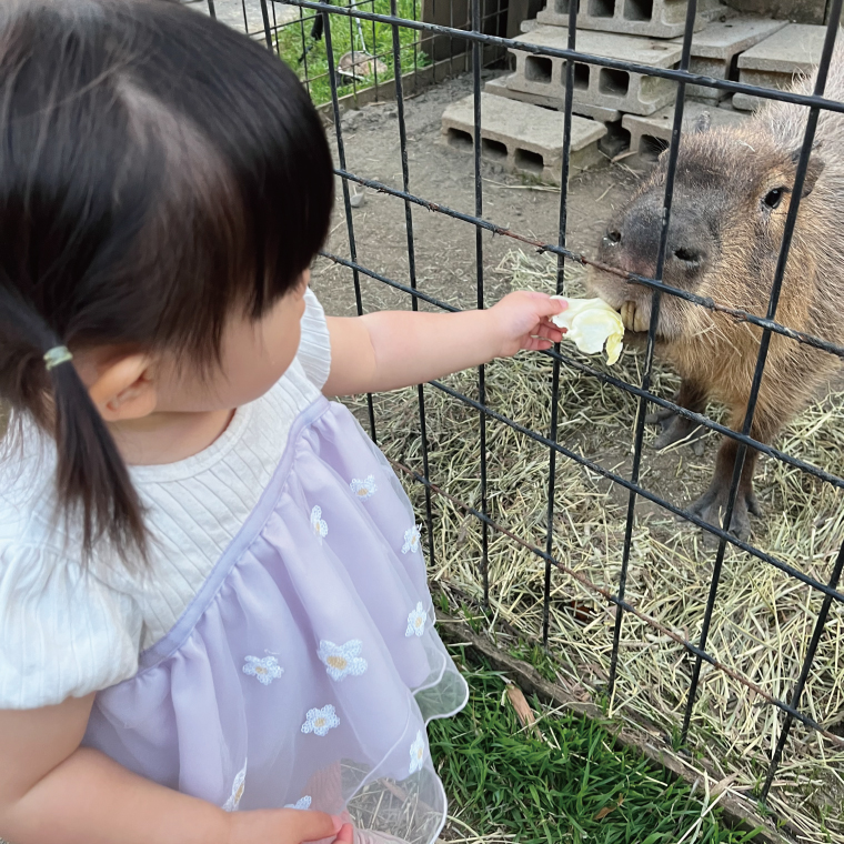 ふれあい動物園ANIMA 年間パス【動物 どうぶつ 動物園 チケット 年間パスポート 阿見町 茨城県】（61-01）