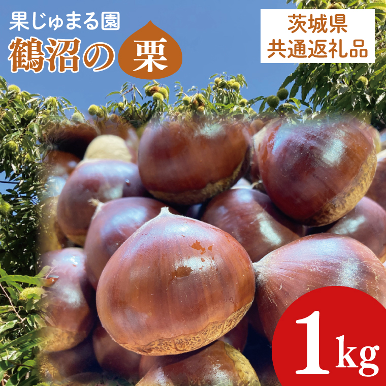 【茨城県共通返礼品】【先行予約】石岡市産鶴沼の生栗1kg（2025年9月中旬以降発送）【くり 栗 旬 くだもの 果物 無農薬 ほくほく茨城県 10000円以内 1万円以内】(46-02)