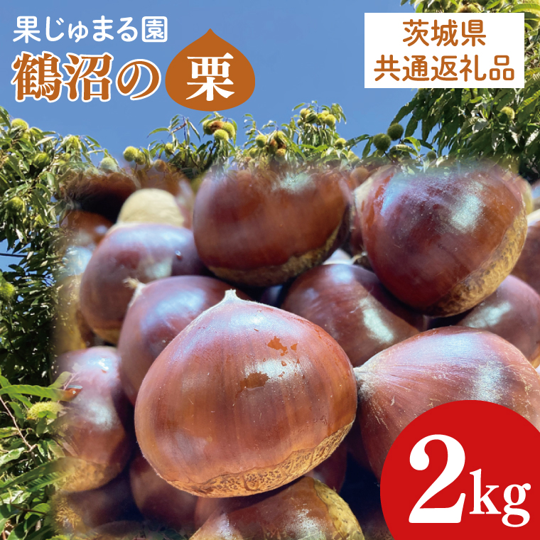 【茨城県共通返礼品】石岡市産鶴沼の生栗2kg【くり 栗 旬 くだもの 果物 無農薬 ほくほく茨城県 20000円以内 2万円以内】（46-01）