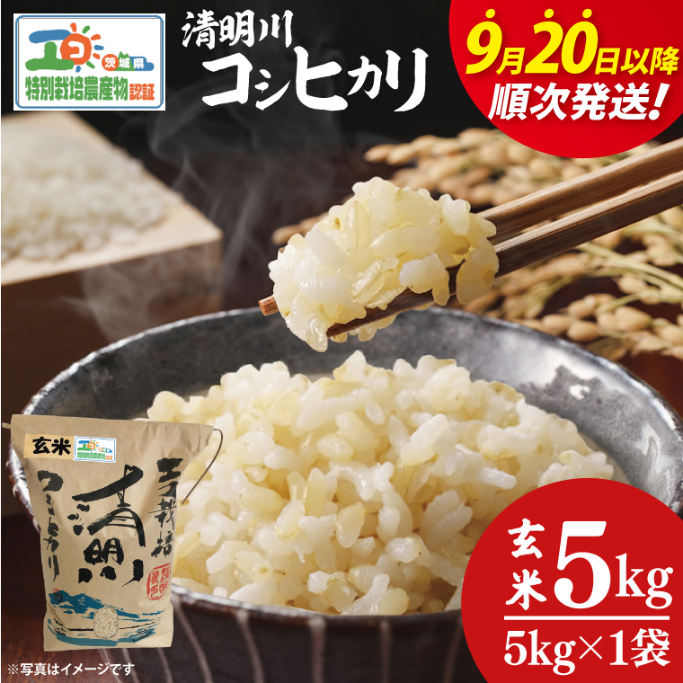 【令和7年9月20日以降順次発送】【先行予約】新米令和7年産 茨城県特別栽培認証 清明川コシヒカリ玄米 5kg【米 おこめ こしひかり  特別栽培米 農家直送 直送 茨城県 阿見町】（04-19-1）
