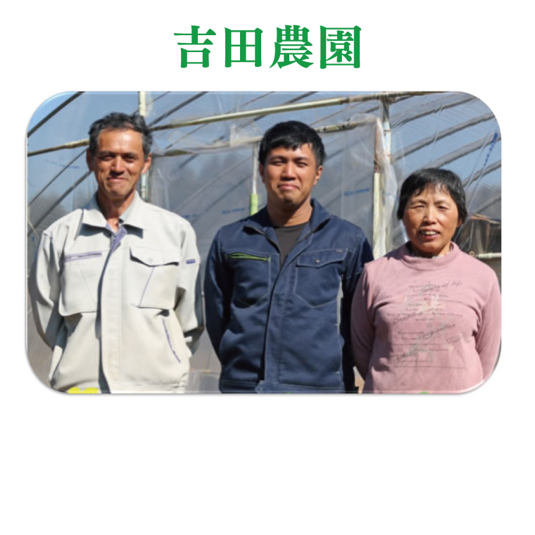 【先行予約】茨城県産大玉スイカ（2Lサイズ）【茨城県 阿見町 スイカ 1玉 すいか 西瓜 果物 くだもの フルーツ 国産 甘い 送料無料】（04-18）