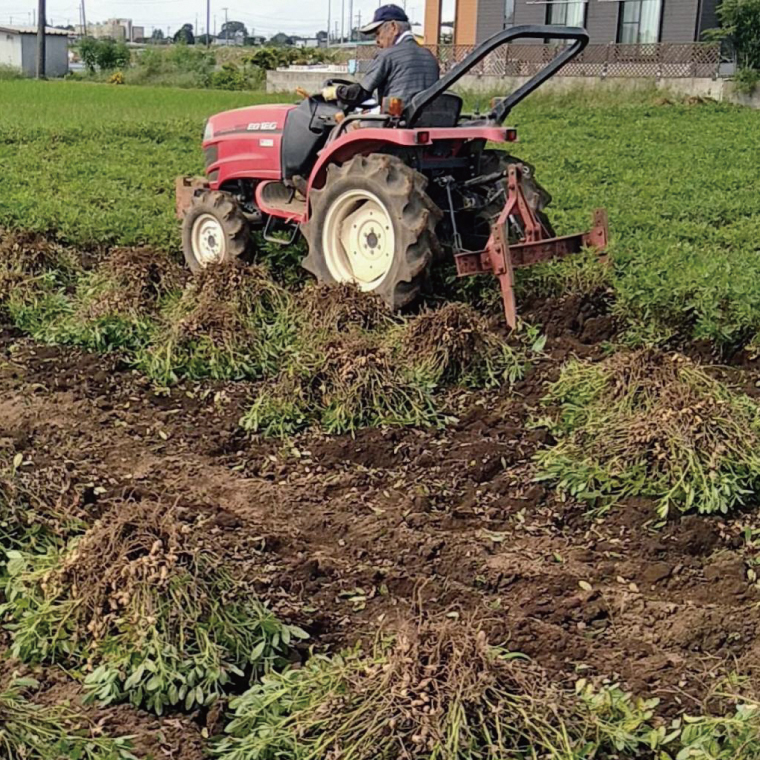 茨城県阿見町産 落花生 中手豊 300ｇ×3袋入り【ピーナッツ おつまみ 殻付き 国産 阿見町 茨城県】（04-27）
