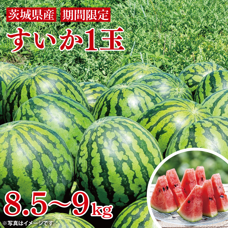 先行予約 スイカ 西瓜 8.5kg～9kg 1玉 山崎農園 産地直送 お取り寄せ 夏 旬 茨城県 阿見町 すいか 西瓜 果物 くだもの フルーツ 国産 甘い 送料無料【2026年5月下旬～7月中旬頃順次発送予定】（70-01-1）