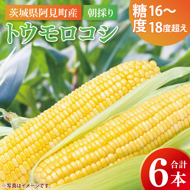 とうもろこし トウモロコシ 6本入 甘い フルーツコーン 朝採れ 茨城県産 阿見町 産地直送 限定 お取り寄せ 夏 春 旬 先行予約【2026年6月下旬より順次配送】（73-01）