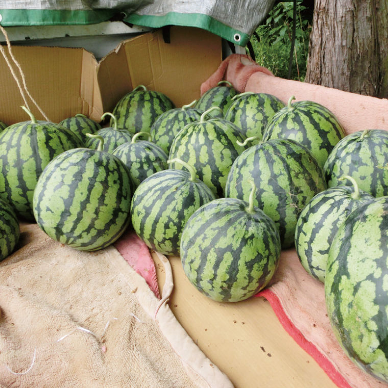 茨城県産大玉すいか2玉（Lサイズ）高糖度  甘い 旬 人気 国産 産地直送 夏限定 期間 数量限定 スイカ 西瓜 フルーツ 果物 茨城県 阿見町【先行予約｜2026年6月中旬より順次配送】（21-01）