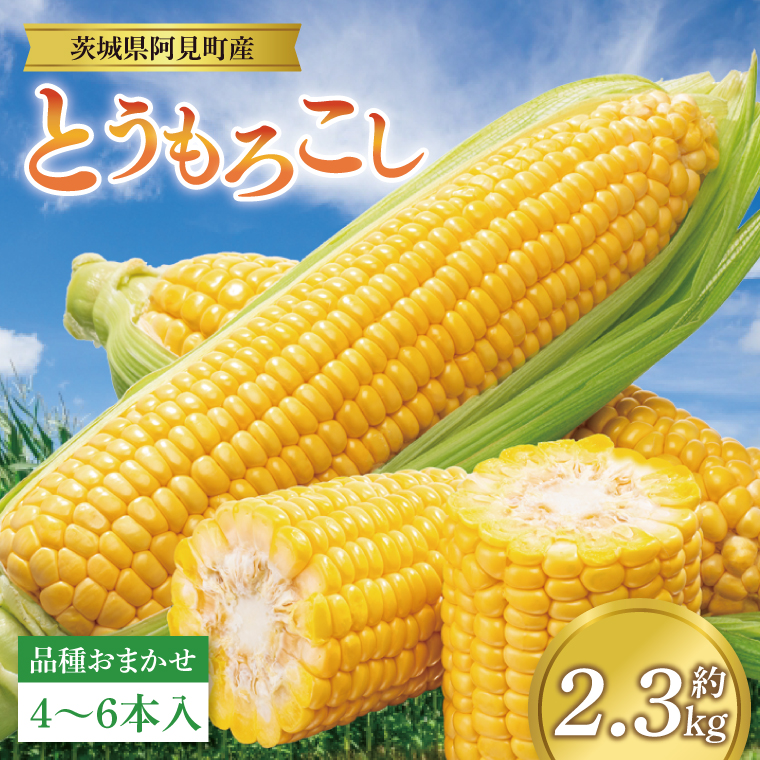とうもろこし 4本～6本入り（約2.3kg）朝採れ 高糖度  甘い コーン 夏限定 旬 野菜 新鮮 人気 産地直送 お取り寄せ 茨城県 阿見町【先行予約｜2026年6月中旬より配送】（76-05）