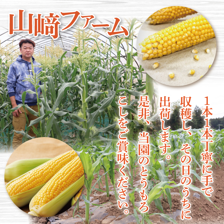 とうもろこし 4本～6本入り（約2.3kg）朝採れ 高糖度  甘い コーン 夏限定 旬 野菜 新鮮 人気 産地直送 お取り寄せ 茨城県 阿見町【先行予約｜2026年6月中旬より配送】（76-05）