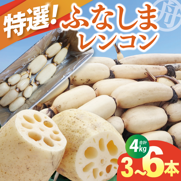 【特選】ふなしま蓮根（4kg箱）3～6本｜レシピ 高品質 幻の蓮根 老舗 希少品種 柔らかい (82-01-1)