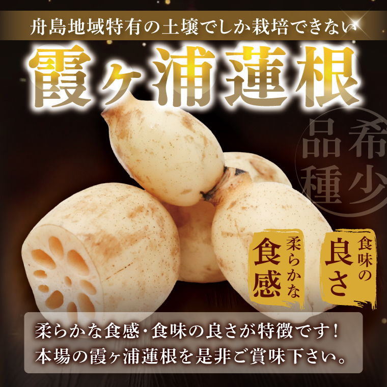 【特選】ふなしま蓮根（4kg箱）3～6本｜レシピ 高品質 幻の蓮根 老舗 希少品種 柔らかい (82-01-1)