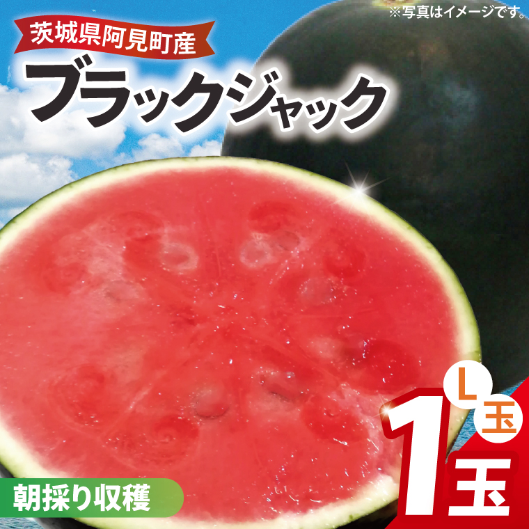 スイカ ブラックジャック L玉 1個 大玉 西瓜 高糖度 シャリ感 甘い 夏限定 旬 フルーツ すいか 人気 産地直送 ギフト 茨城県 阿見町【先行予約｜2026年6月下旬より発送】（87-01）