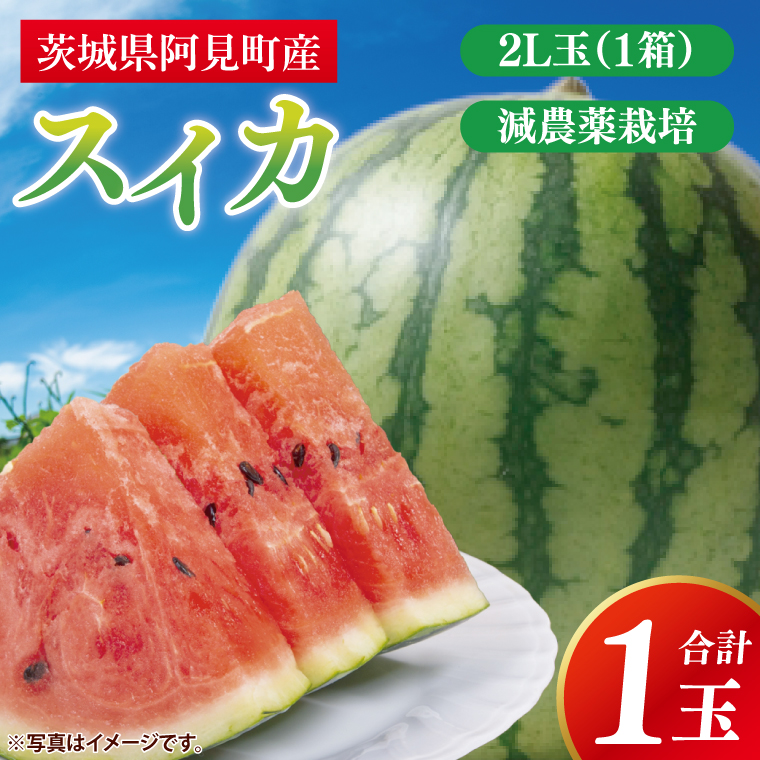 スイカ すいか 西瓜 2L 大玉 甘い 茨城県産 阿見町 産地直送 夏限定 フルーツ シャリ感 春 旬 夏 先行予約【2026年6月下旬より順次配送】（73-02）