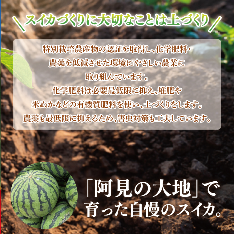スイカ すいか 西瓜 2L 大玉 甘い 茨城県産 阿見町 産地直送 夏限定 フルーツ シャリ感 春 旬 夏 先行予約【2026年6月下旬より順次配送】（73-02）