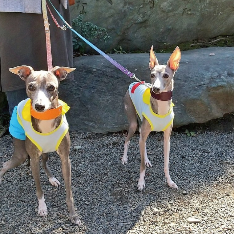 『虹グラデーション星柄』オリジナル反射材の光る犬用リード【小型犬10kg用】【散歩 愛犬 夜散歩 阿見町 茨城県】(40-04)