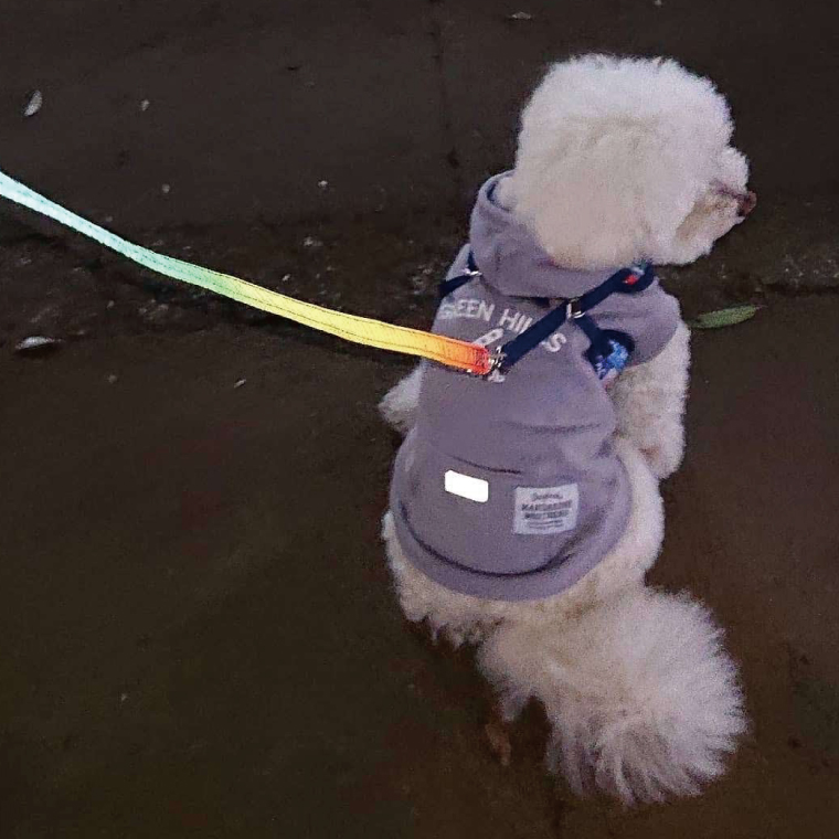 『虹グラデーション星柄』オリジナル反射材の光る犬用リード【小型犬10kg用】【散歩 愛犬 夜散歩 阿見町 茨城県】(40-04)