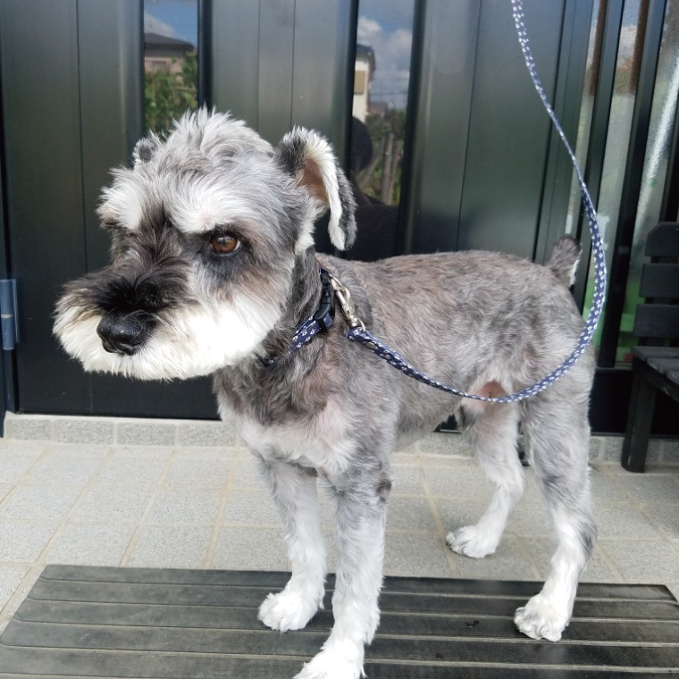 『シュナウザー柄 (紺)』オリジナル反射材の光る犬用リード【小型犬10kg用】【散歩 愛犬 夜散歩 手作り 阿見町 茨城県】(40-10)