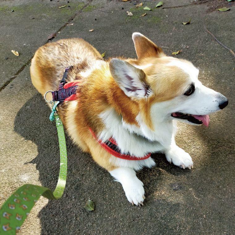 『コーギー柄（グリーン）』オリジナル反射材の光る犬用リード【中型犬用20キロまで】【散歩 愛犬 夜散歩 手作り 阿見町 茨城県】(40-20)