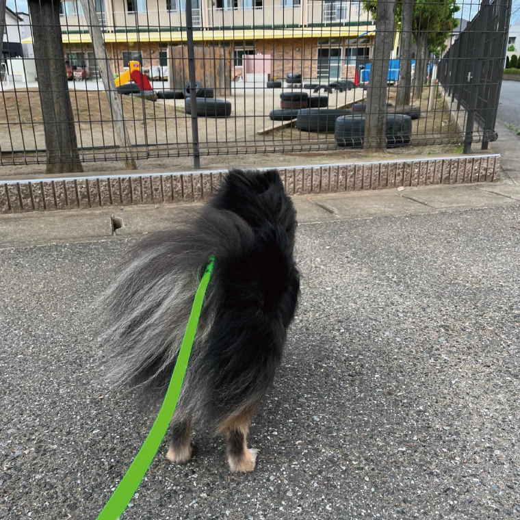 『ネオンカラー（黄緑）』オリジナル反射材の光る犬用リード【小型犬用10キロまで】【散歩 愛犬 夜散歩 手作り 阿見町 茨城県】（40-27）