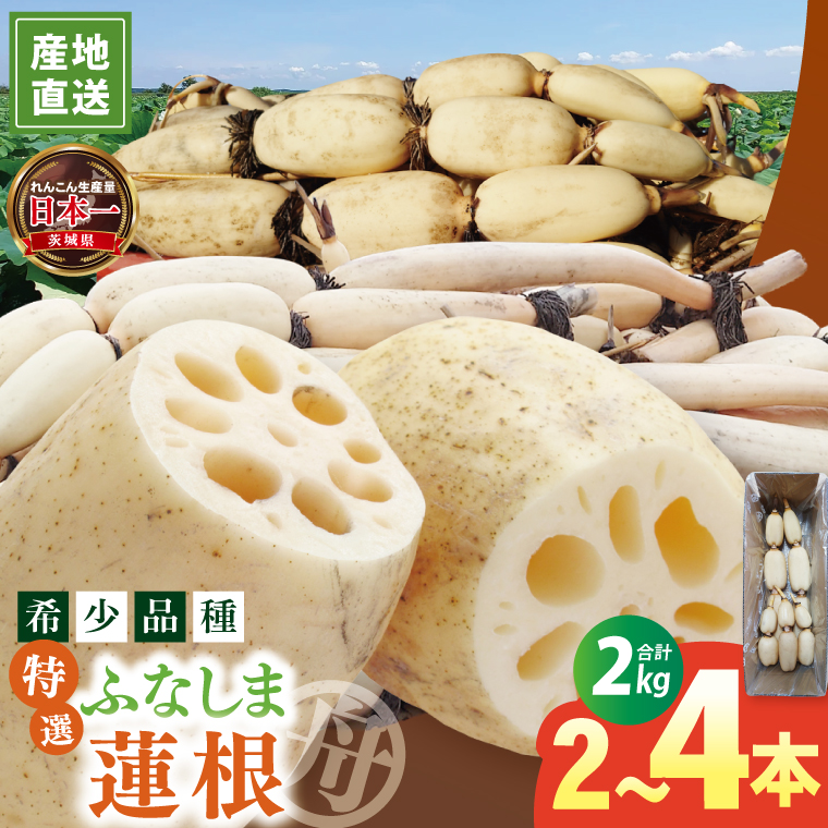 【特選】ふなしま蓮根（2kg箱）| 老舗産地 レンコン 希少品種 れんこん 柔らかい 産地直送（82-02）