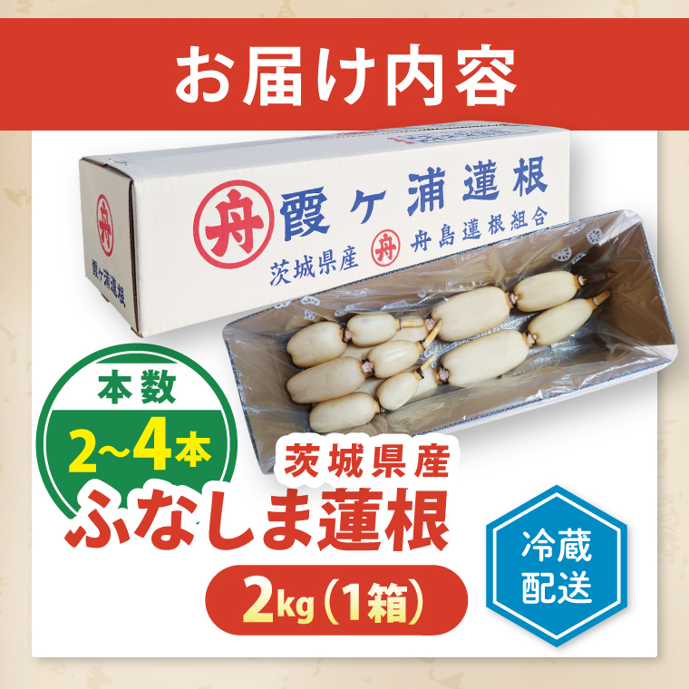 【特選】ふなしま蓮根（2kg箱）| 老舗産地 レンコン 希少品種 れんこん 柔らかい 産地直送（82-02）