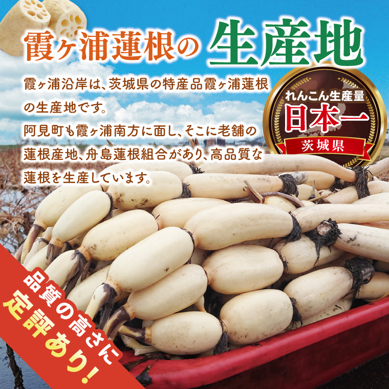 【特選】ふなしま蓮根（2kg箱）| 老舗産地 レンコン 希少品種 れんこん 柔らかい 産地直送（82-02）