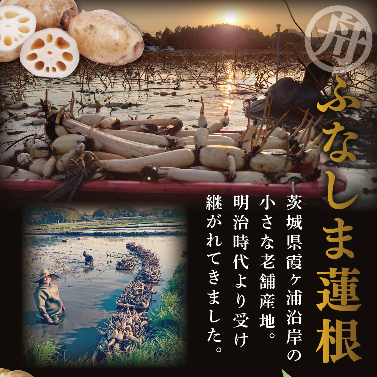 【特選】ふなしま蓮根（2kg箱）| 老舗産地 レンコン 希少品種 れんこん 柔らかい 産地直送（82-02）